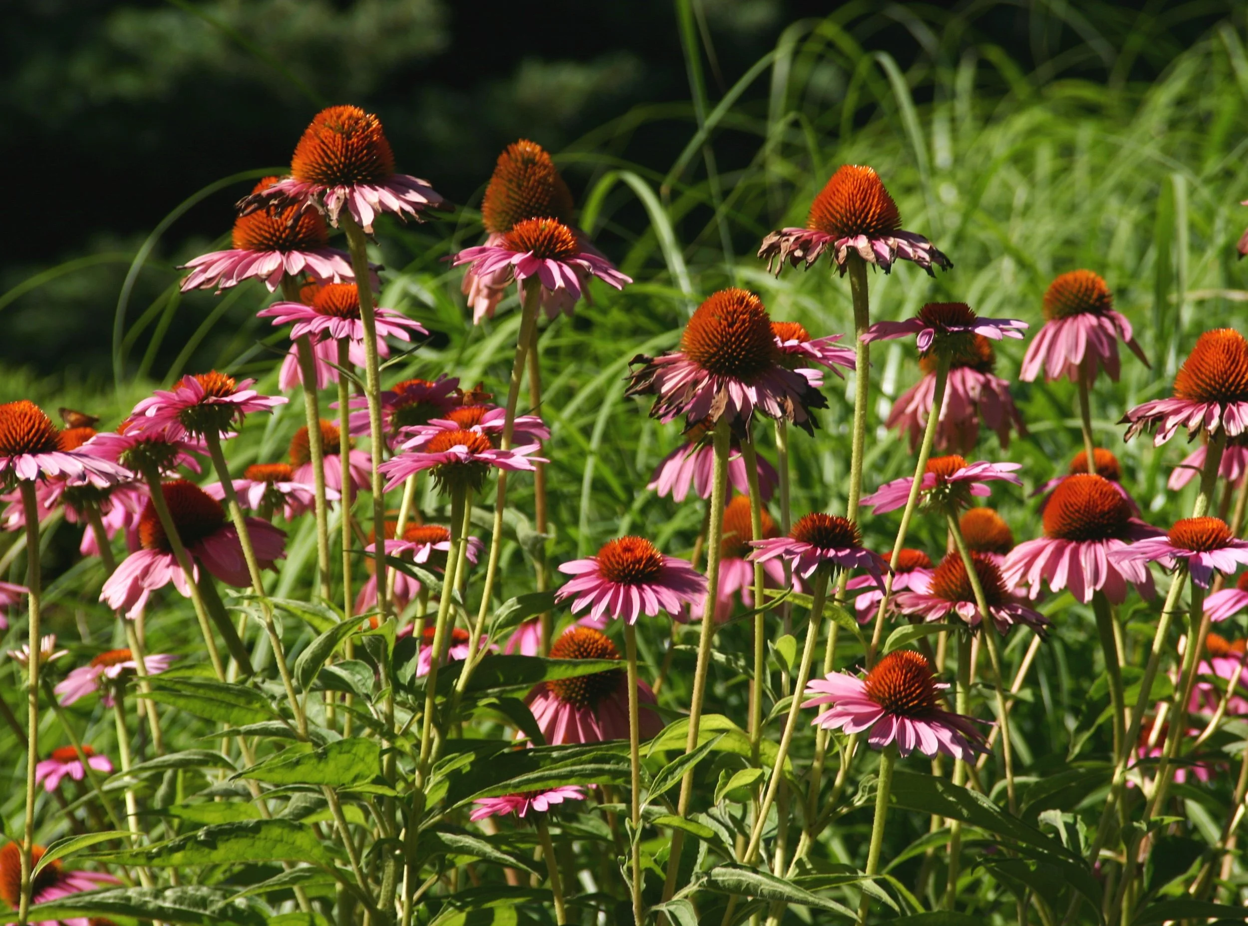 Top Native Plantings for Sustainable Outdoor Living in Kansas City